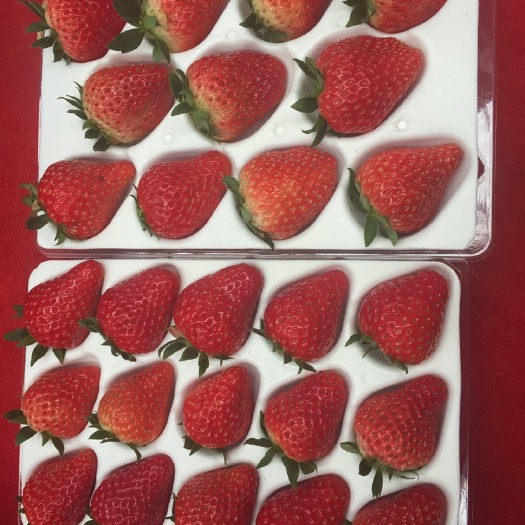 成都 批发草莓 专业代各种包装盆装泡沫板装小红框 精品礼盒