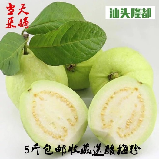 潮州 自家种植番石榴