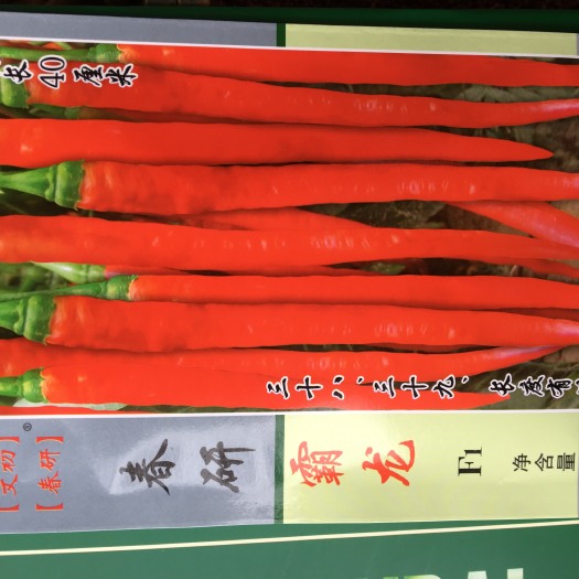赣州薄皮辣椒种子 春研霸龙 粗长条椒 特长条椒种子