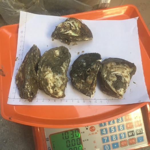 饶平县汫洲大蚝 饶平大白蚝，脆蚝