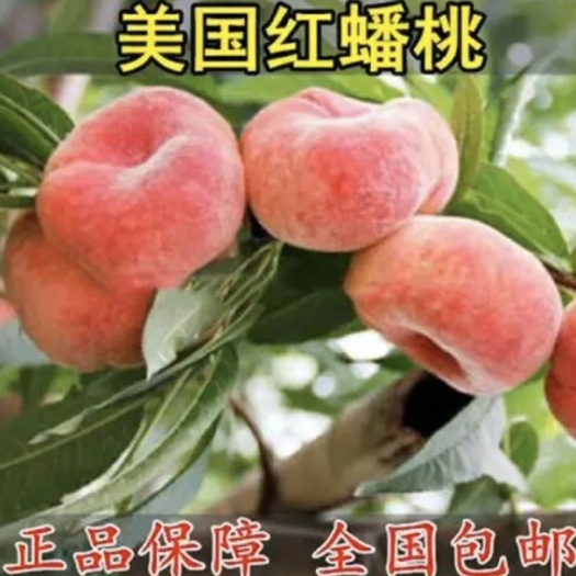 平邑县美国红蟠桃树苗 美国红蟠桃 嫁接苗 产量高 甜度高 南北方均可种植。