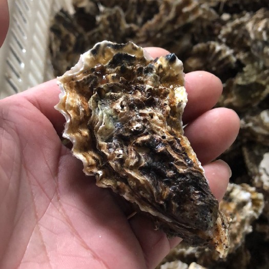 荣成市乳山牡蛎 一两左右 鲜活水产 海水
