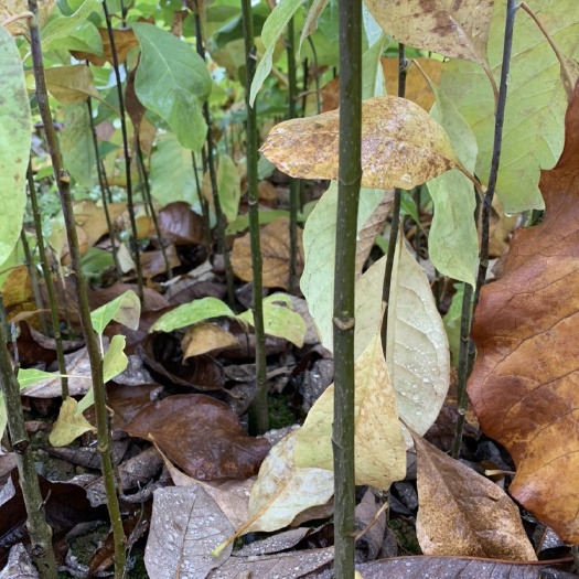 鹤峰县紫玉兰  基地直销优质红花玉兰，辛夷，耐寒性强，成活率高
