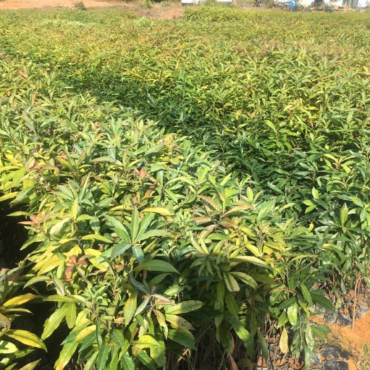 广州50公分木荷苗  木荷袋苗 广州林业选苗，优质木荷苗