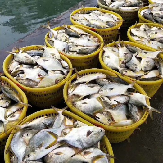 雷州市金昌鱼干  自家淡晒，多肉好吃少刺 ，一手货源 ！欢迎批发