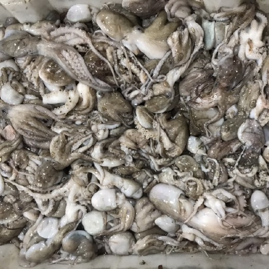 温岭市 一口章 小章鱼(规格：统货)可以盐磨 翻花