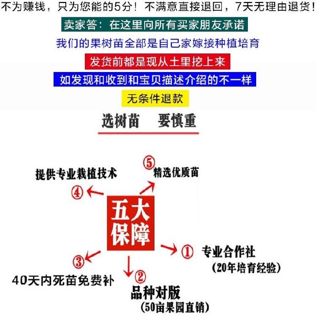 美国红蟠桃树苗 美国红蟠桃 嫁接苗 产量高 甜度高 南北方均可种植。