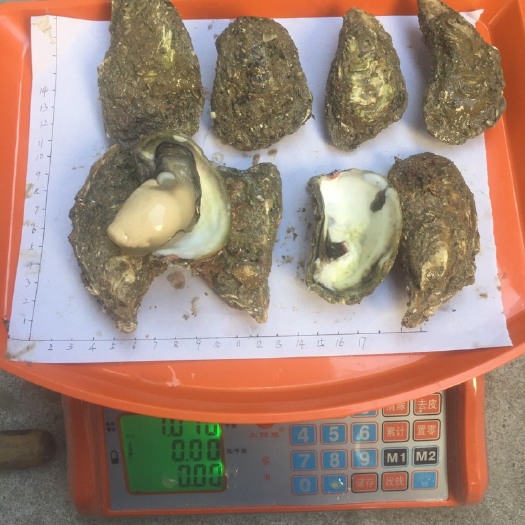 饶平县 饶平牡蛎