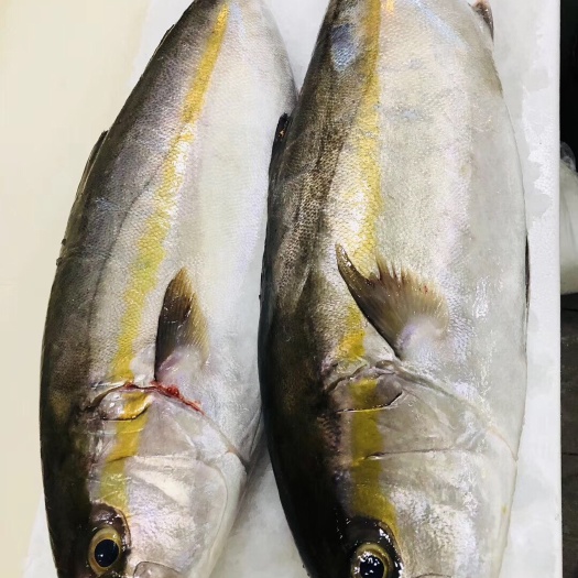 广州章鱼 台海钓口章红(冰鲜)