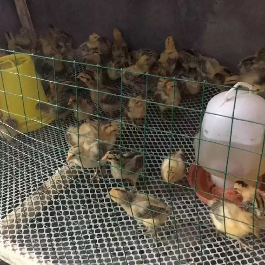巴中土鸡苗  乌皮土三