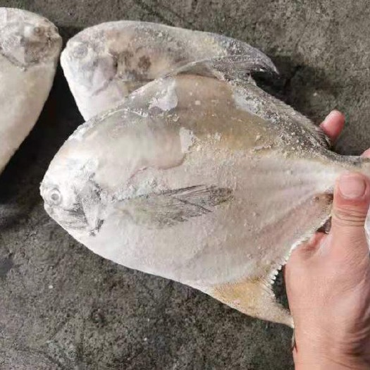 上海 印尼白鲳