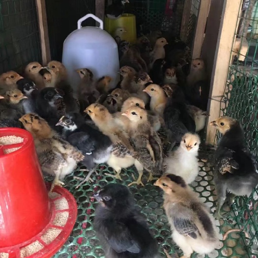 巴中土鸡苗  长期出售，土鸡，土二