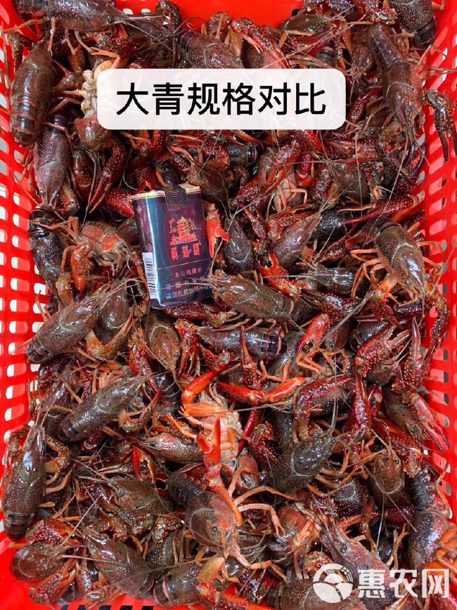 潜江本地鲜活清水小龙虾30/50斤各种规格红虾青虾批发全国