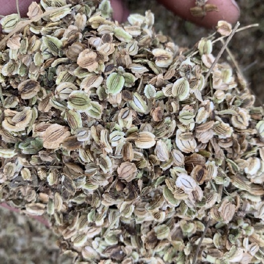 安国市白芷种子 白芷籽 自家种植 保证发芽率