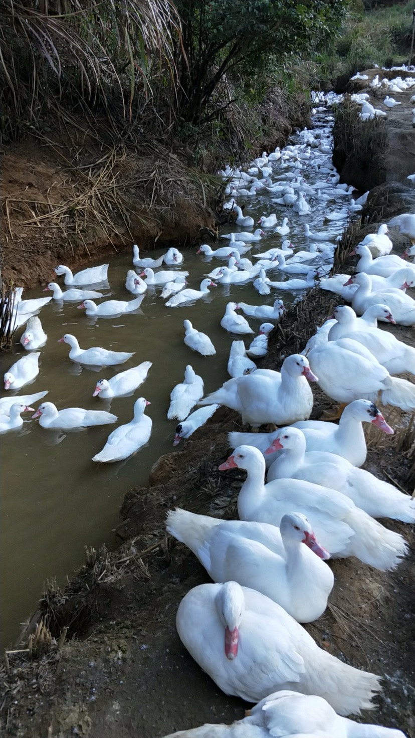 番鸭 7-8斤 公 全散养