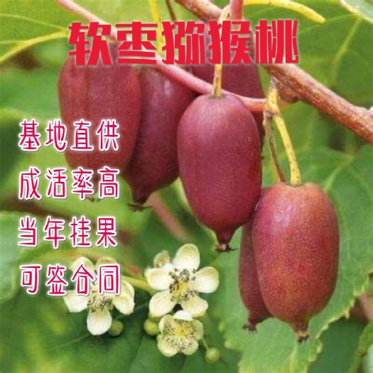 平邑县 软枣猕猴桃苗 保证品种 基地直供 现挖现卖 保证质量