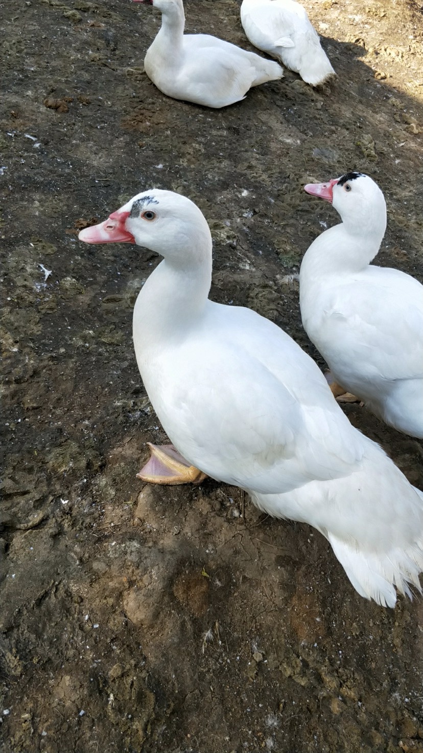 番鸭 7-8斤 公 全散养