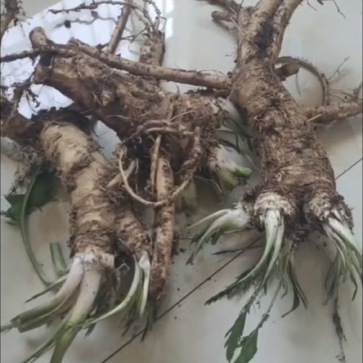 汝阳县辣根