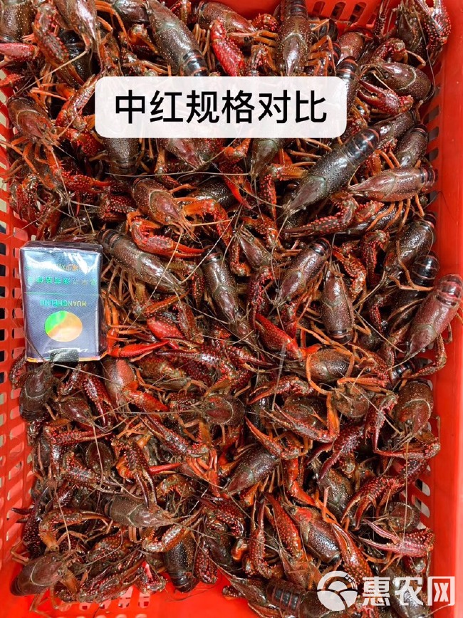 潜江本地鲜活清水小龙虾30/50斤各种规格红虾青虾批发全国
