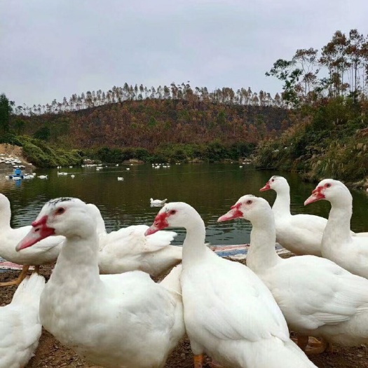 贵阳番鸭苗 白番鸭 大种白番鸭，出场包打疫苗，运输包活