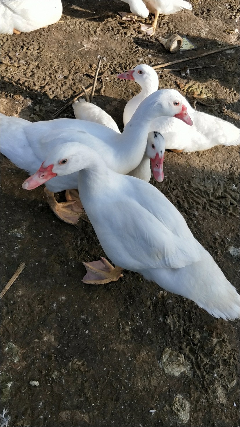 番鸭 7-8斤 公 全散养