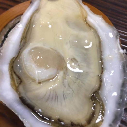 广州法国生蚝 法国刺身生蚝