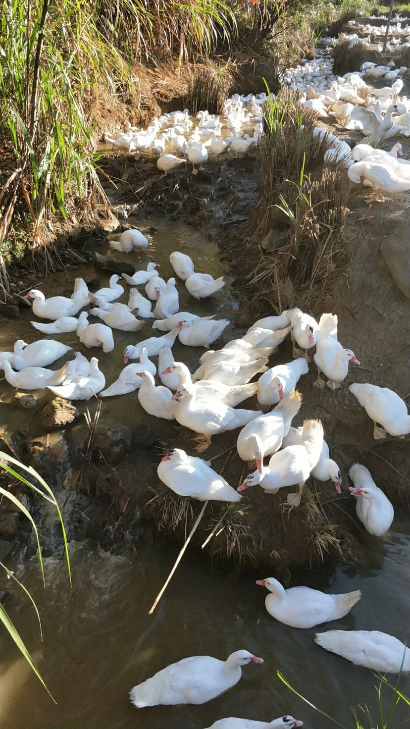 番鸭 7-8斤 公 全散养