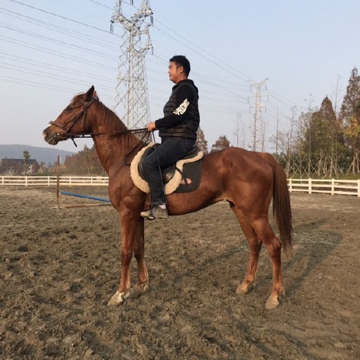 杭州 精品纯血母马，7岁，身高1.61米，专业俱乐部教学