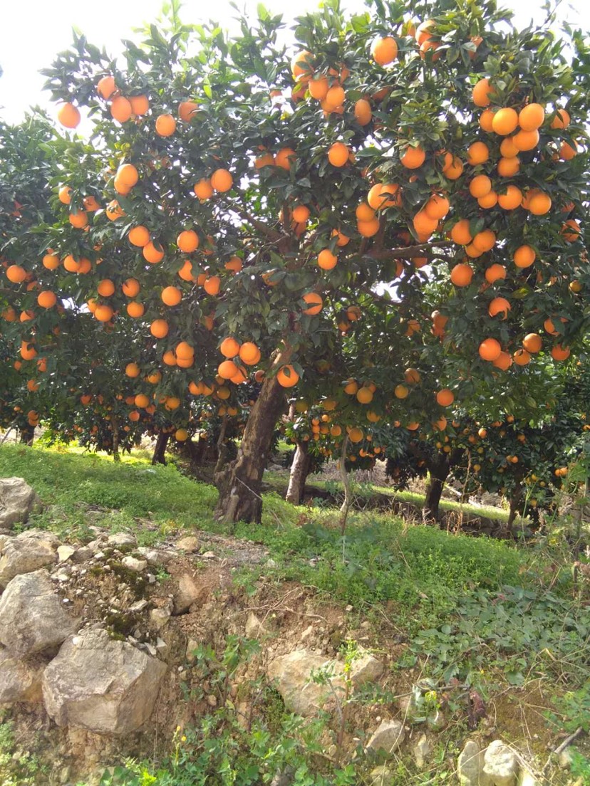  奉节脐橙小果20斤