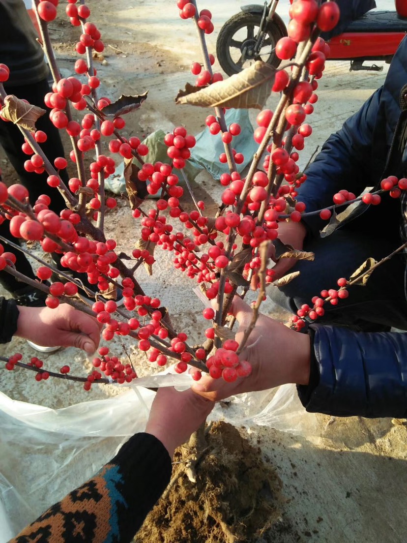 北美冬青苗 北美冬青树苗，盆景庭院都可种植观赏，品种正宗，包成活。