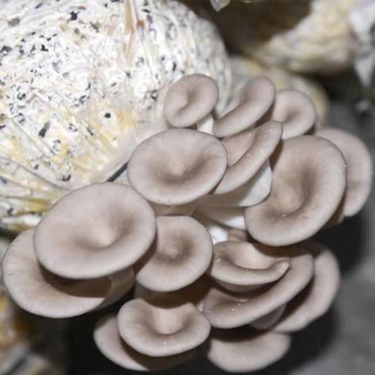 泰安平菇菌种  优质平菇菌袋，菌棒，菌包，菌种，六斤一袋
