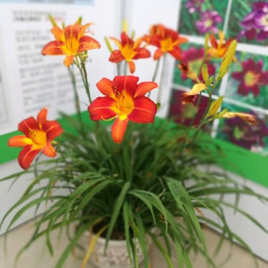 祁东县 提供景观、食用黄花菜苗