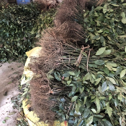 榕江县草珊瑚
