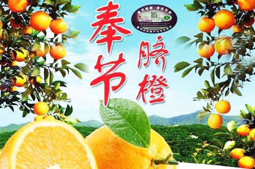 奉节脐橙 奉节纽荷儿，福本小果10斤