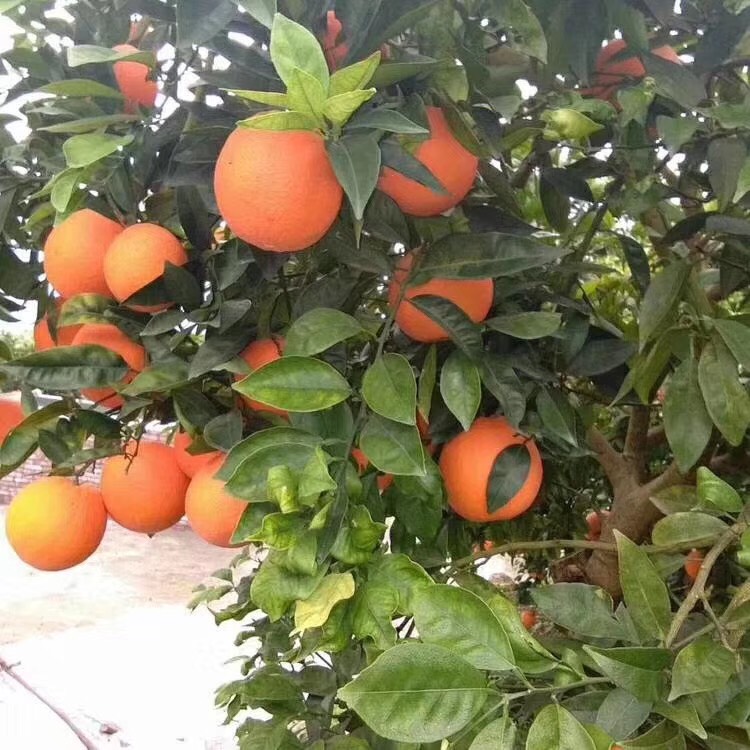 福本脐橙 奉节纽荷儿，福本大果20斤