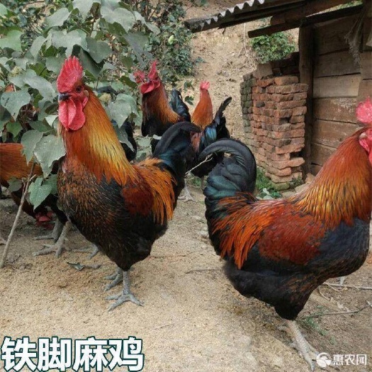 南宁青脚麻鸡苗 统货