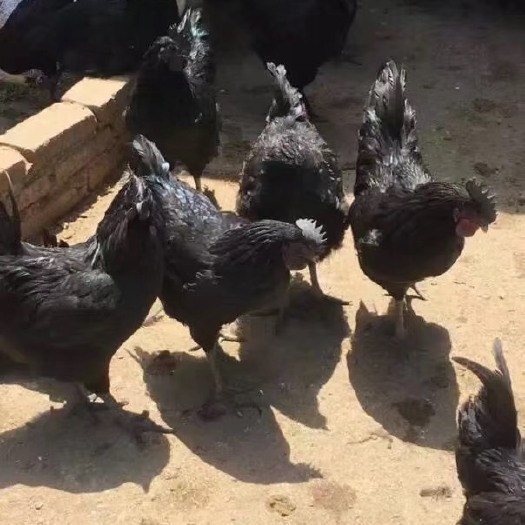 长丰县绿壳蛋鸡苗 统货