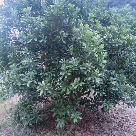 靖州县 大杨梅树