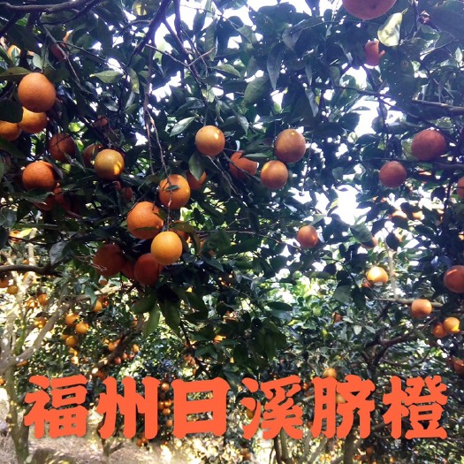 福州纽荷尔脐橙 香甜爽口的脐橙 低价批售