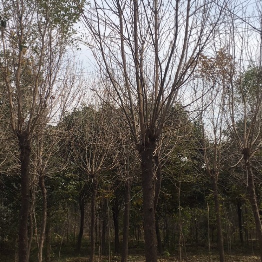郑州 发帽老白蜡