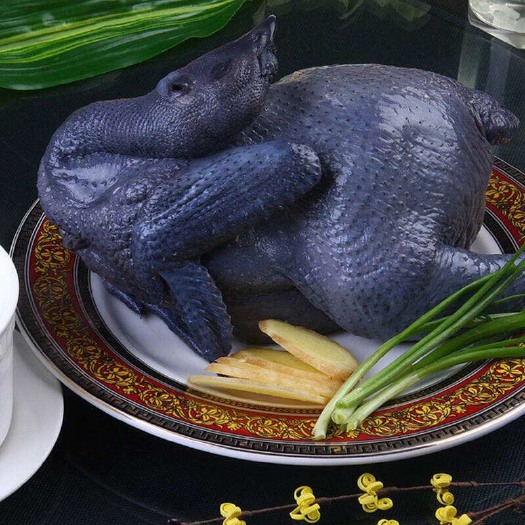 佛山白羽乌鸡 乌鸡.竹丝鸡