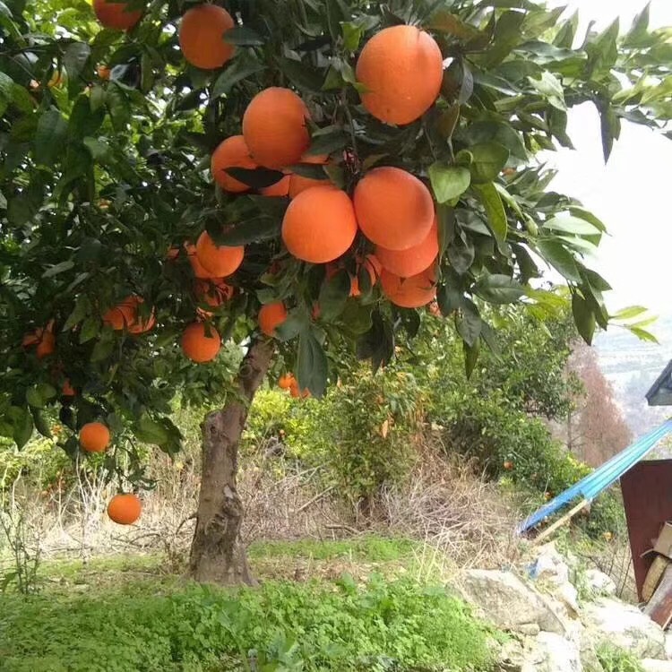 奉节脐橙 奉节纽荷儿，福本小果10斤