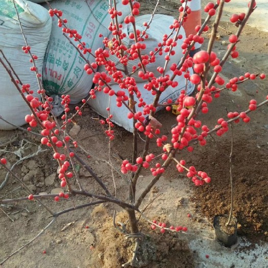 泰安北美冬青苗 北美冬青树苗，盆景庭院都可种植观赏，品种正宗，包成活。