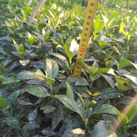 榕江县草珊瑚