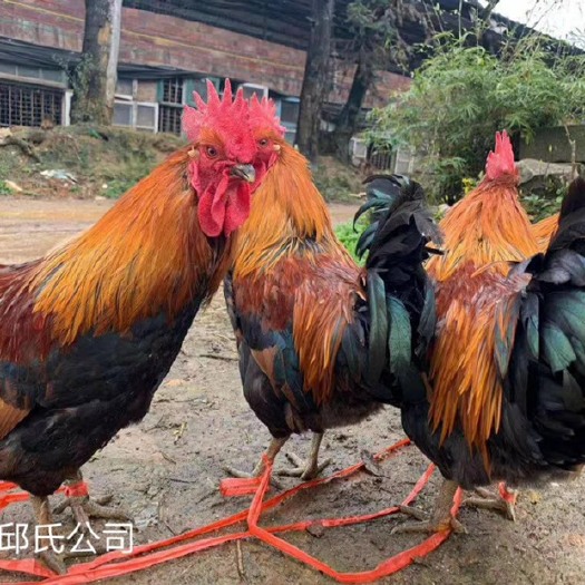 南宁青脚土鸡苗 青脚土鸡。公鸡4斤以上，抗病力强，肉质鲜美