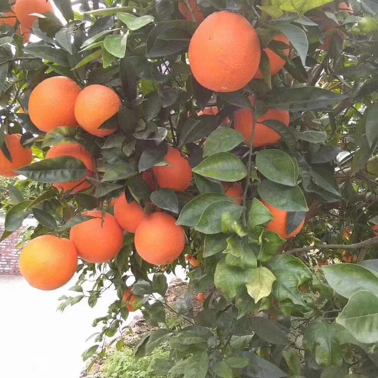  奉节脐橙小果20斤