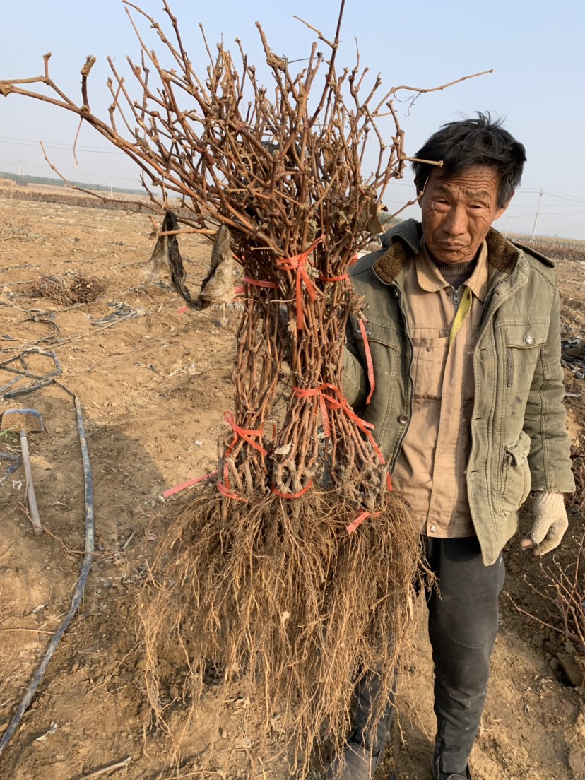 夏黑葡萄苗  保证纯度 保证质量  基地直销 假一赔十