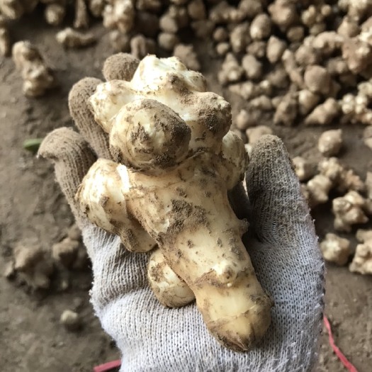 丰县 洋姜 菊芋 鬼子姜现货供应
