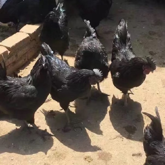 长丰县肉鸡苗 统货