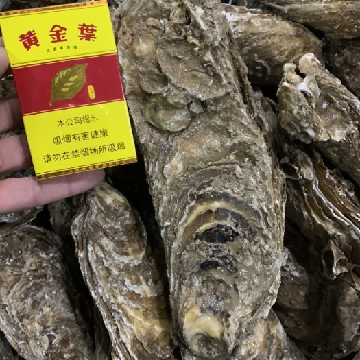 大连广州生蚝 巨大生蚝